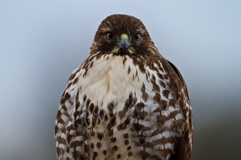 Red-Tailed Hawk